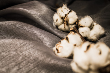 Fototapeta na wymiar Cotton. Beautiful cotton balls. Natural, white decoration. 