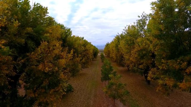 Aerial flying in between rows of trees in Autumn