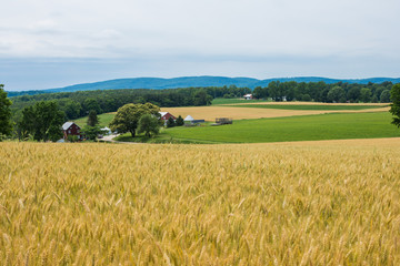 Rural Country York County Pennsylvania Farmland, on a Summer Day