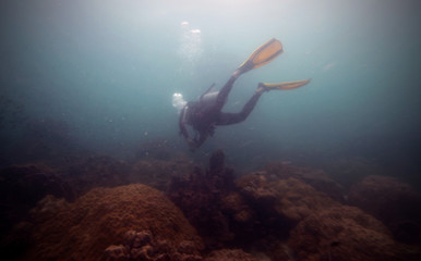 underwater world -diver in blue water