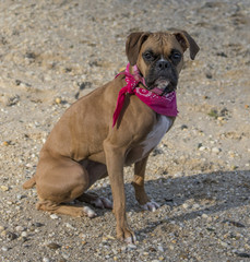 Fototapeta premium Boxer at the beach