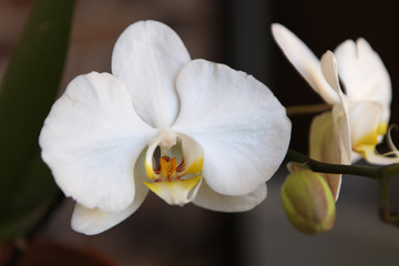 Orchid, Phalaenopsis