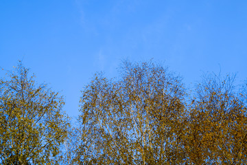 Yellow leaves on birch branches. Autumn came to the birch grove