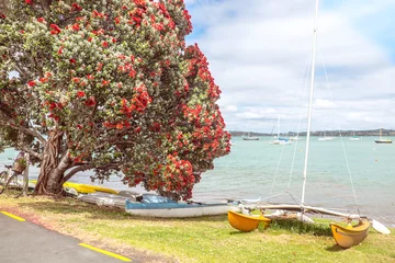 Papier Peint photo Nouvelle-Zélande Traditional kiwi summer beach with flowering red Pohutukaka tree, sea and boats - in Russell, Bay of Islands, Northland, New Zealand, NZ