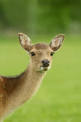 Wall murals A young roe deer stands in the clearing. Back of a blurred green background. Summer shooting outdoors.