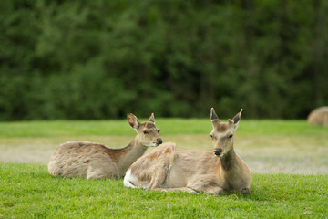 Zwei junge Rehe sitzen auf einer Lichtung im hinteren Teil des Waldes. Sommerfotografie.