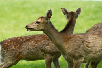 Two young roe deer stand in a clearing and look in different directions. Summer photography.