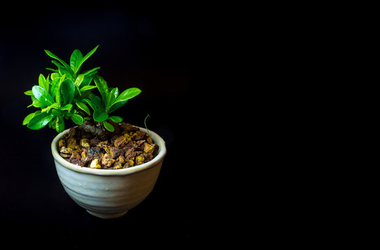 Small tree in white ceramic pot on black background