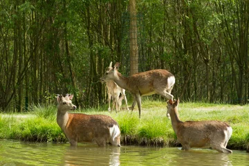 Fototapete Ree Gruppe von Rehen nahe dem Teich. Sommerschießen im Park. Einige Rehe gehen ins Wasser, andere stehen an Land.