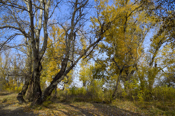 Autumn poplar trees shed their leaves. Fall in nature