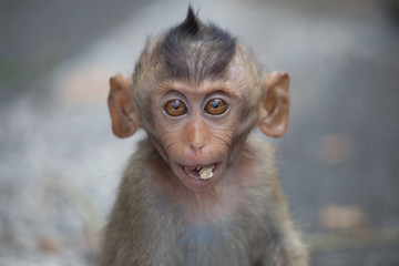 可愛いサル