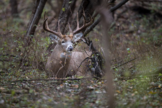 A large buck whitetail deer bedded in the forest.