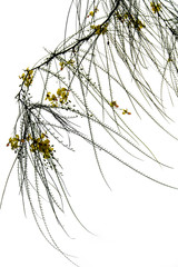 Fototapeta na wymiar Needle shaped leaves of tree and yellow flower