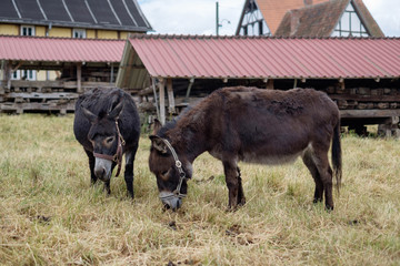 Fototapeta premium Two donkeys feeding on a farm