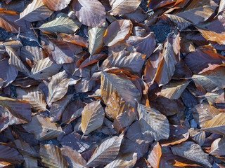 Dry fallen leaves 