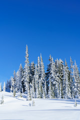 Snowshoe Trip Mt Rainier National Park