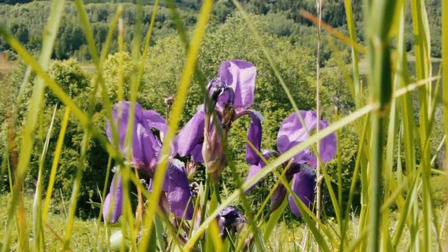 Irises are visible through mesh of grass amid groves
