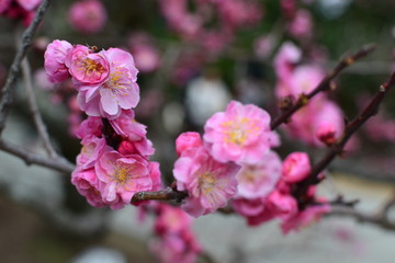 梅の花