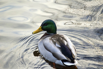 adult duck in the pond