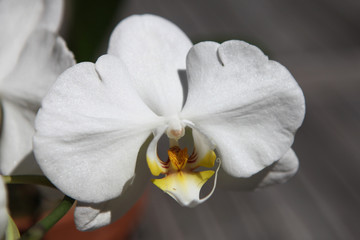 Phalaenopsis, moth orchid
