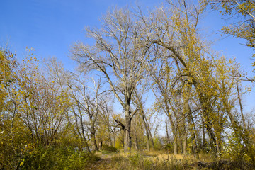 Autumn poplar trees shed their leaves. Fall in nature