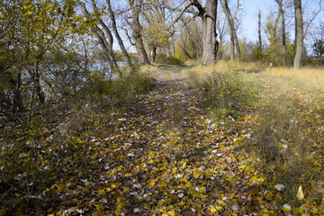 The path strewn with autumn yellow leaves of trees. Autumn alley
