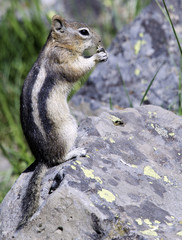 Chipmunk at Lunch