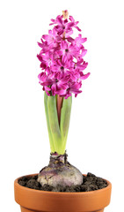 Pink hyacinth flower in flower pot isolated on white background
