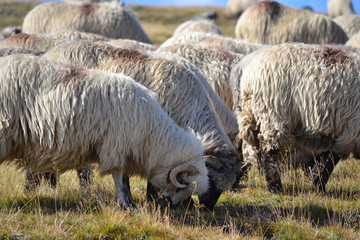 Sheep flock grazing close-up on a mountain meadow