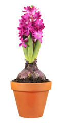 Pink hyacinth flower in clay flower pot isolated on white background