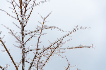 Frost