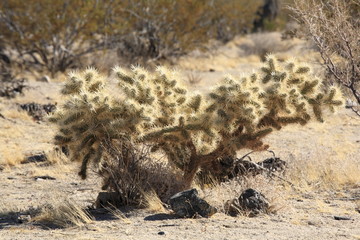 Cholla Cactus, in Joshua Tree National Park
