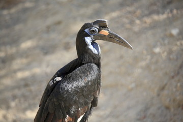 Obraz premium Abyssinian Ground Hornbill standing on a tree branch