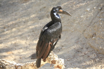 Abyssinian Ground Hornbill standing on a tree branch