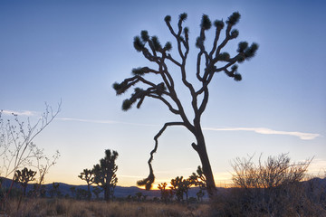 Joshua Trees in Joshua Tree National Park