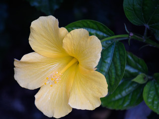 Pale Yellow Hibiscus with Shrubbery