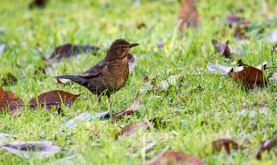 Female blackbird walks through the garden