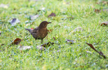 Female blackbird walks through the garden
