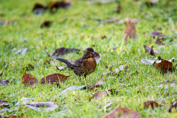 Female blackbird walks through the garden
