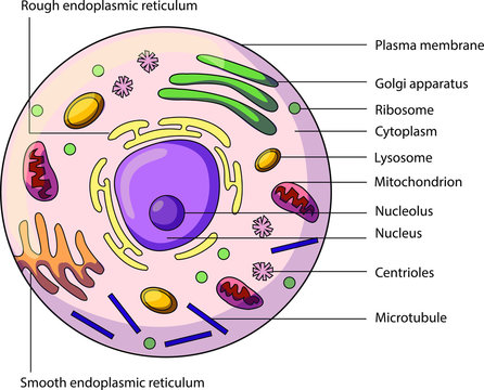 The Structure Of An Animal Cell With Labeled Parts Biology Vector Illustration Stock Vector Adobe Stock