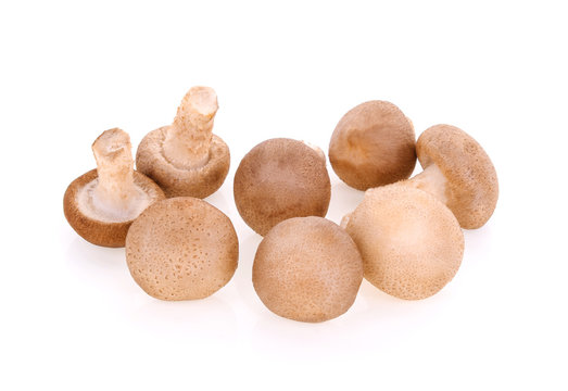 Shiitake mushrooms on white background