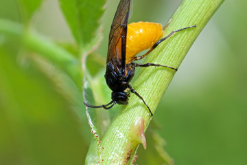 Insect