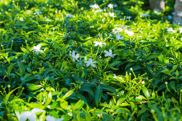 Pretty White Flowers Blooming in a Garden