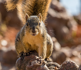 Fox Squirrel out foraring for food.