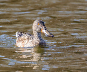 An American Shoveler out for a swim