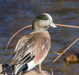 An American Wigeon
