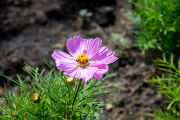 The blossoming galsang flowers closeup