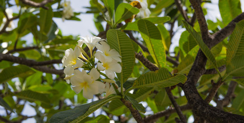 White plumeria flowers with blur leaves background
