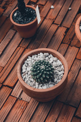 Cereus hexagonus Cuctas
