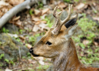 male roe deer with young horns